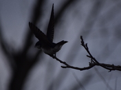 Tree Swallow