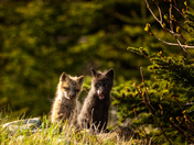 Sweet Siblings
