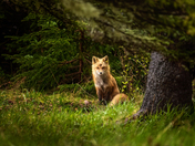 Fox Of The Pines
