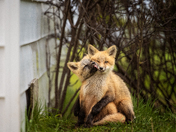 Fox's Affection