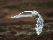 Wings Of The Tundra