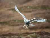 Golden Eyed Glide