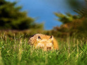 Summer Slumber