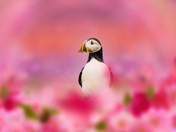Puffin In Pink