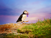 The Puffin's Prize