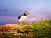 Atlantic Stroll