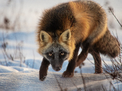 Winter Stalker