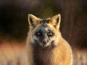 Gaze Of The Crossfox