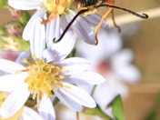 A bIg Wasp !