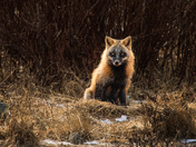 Thicket Guardian
