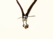 V-Wing Hunter