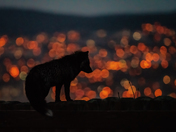City Lights Silhouette
