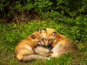 Meadow Nap