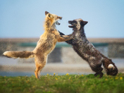 Vulpine Dual