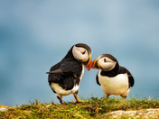 Tender Beaks