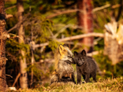Vulpine Affection