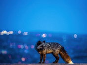 Midnight Bokeh