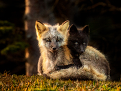 Vulpine Embrace