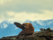 Coastal Grooming