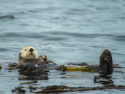 Kelp Cradle