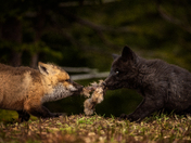 Tug Of War