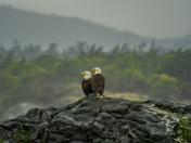 Highland Sentinels