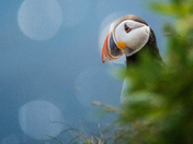 Candid Puffins