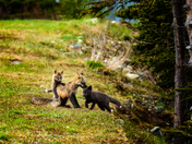 Meadow Play