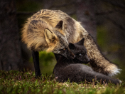Wild Bond