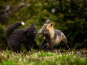 Playful Sparring