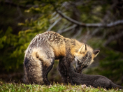 Maternal Care