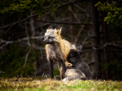 Vigilant Matriarch
