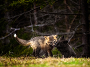 Forest Playmates