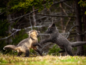 Forest Playmates