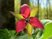 Red Trillum