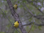 American Goldfinches