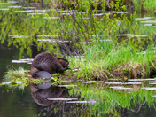 Beaver Lunch Break in Northern BC