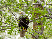 Bald Eagle in the Forests of Northern BC