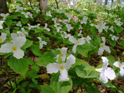 White Trillium