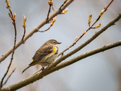 Myrtle Warbler