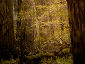 Light in the Forest