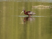 Glossy Ibis