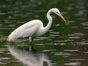 Great White Egret