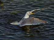 Brackish Bather