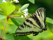 The Canadian Tiger Swallowtail