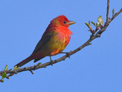 Summer Tanager...a 'lifer'