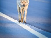 Eastern Algonquin Wolf