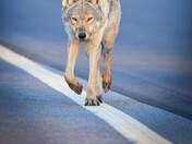 Curious Eastern Wolf