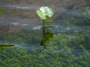 Water Pennywort