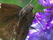Brown Butterfly of the Hesperiidae family